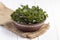 Green nettle leaves in ceramic bowl on wooden table