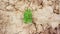 Green nettle plants grow in dry cracked clay soil in summer