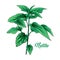 Green Nettle Tea Branch. Herbal Theme. Isolated Hand Painted Realistic Drawing Illustration of Botany Plant.
