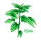 Green Nettle Tea Branch. Herbal Theme. Isolated Hand Painted Realistic Drawing Illustration of Botany Plant.