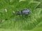 Green Nettle Weevil