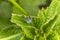 Green nettle weevil  Phyllobius pomaceus
