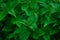 Green nettles shrub. Natural background. Closeup view