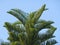 Green New Caledonia Pine or Cook Pine Tree Against the Blue Sky