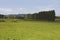 Green New Zealand Meadow