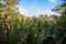 Green nipa palm (Nypa fruticans) forest with blue sky background