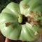 Green Noctua Caterpillar Eating a Green Tomato