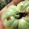 Green Noctua Caterpillar Eating a Green Tomato