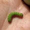 Green Noctua Caterpillar in a Human Hand