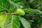 Green noni fruit also known as Morinda citrifolia