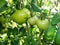 Green not ripe tomato fruit grows on a branch of a garden plant in a garden greenhouse among green leaves.