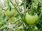 Green not ripe tomato fruit grows on a branch of a garden plant in a garden greenhouse among green leaves.