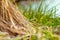 Green November grass surrounded by dry grass on the river Bank. Soft focus