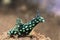 Green nudibranch in Bali