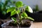 Green nurturing Domestic plant stalk with roots, potted for care