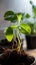 Green nurturing Domestic plant stalk with roots, potted for care