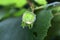 Green nuts of a common hazel