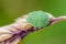 Green nymph bug with black dots on a shell sits on a leaf of grass