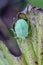 Green nymph bug with black dots on a shell sits on a leaf of grass