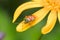 Green Nymph Shield Bug on a yellow Daisy Petal