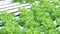 Green oak hydroponics vegetable farming