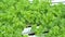 Green oak hydroponics vegetable farming