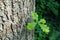 Green oak leaf growing at tree trunk summer season nature details