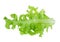 Green oak leaf lettuce isolated on a white background