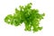 Green oak leaf lettuce isolated on a white background