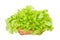 Green oak leaf lettuce in wooden vegetable basket