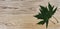 Green oak leaves on solid American red oak wood planks for industrial concept