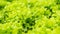 Green oak lettuce in organic vegetable garden