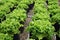 Green oak lettuce planting crop at harvesting stage