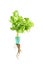 Green oak lettuce with root separately on white background Grow hydroponic, fresh, clean, delicious, and farmers run a business