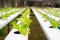 Green oak lettuce sprout growing on hydroponic system