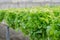 Green Oak - Organic Vegetable