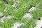 Green Oak Salad Hydroponic Planting