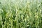 Green oat grass growing in the field