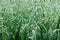 Green oats closeup. Popular grain varieties