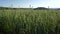 Green oats field in countryside, close up. Field of oats blowing in the wind at sunny spring day. Young and green