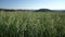 Green oats field in countryside, close up. Field of oats blowing in the wind at sunny spring day. Young and green