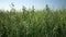 Green oats field in countryside, close up. Field of oats blowing in the wind at sunny spring day. Young and green