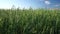 Green oats field in countryside, close up. Field of oats blowing in the wind at sunny spring day. Young and green