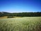 Green oats field with forest and blue sky