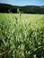 Green oats plant and field with forest and blue sky