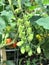 Green, oblong-shaped tomato cluster hanging supported by tomato cage.