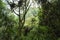 Green and old view of a endemic andean rainforest vegetation