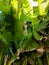 Green older leaves of the banana trees background tropical