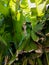 Green older leaves of the banana trees background tropical