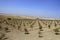 Green olive field in a summer sunny day